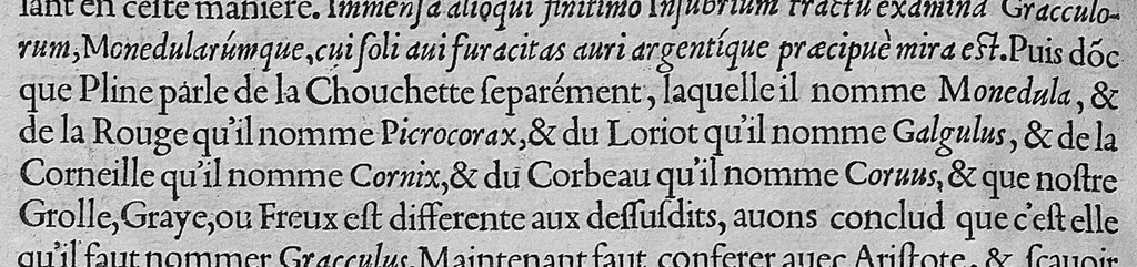 An illustration from L'histoire de la nature des oiseaux, avec leurs descriptions, et naïfs portraicts retirez du naturel, écrite en sept livres, 1555, leaf 311