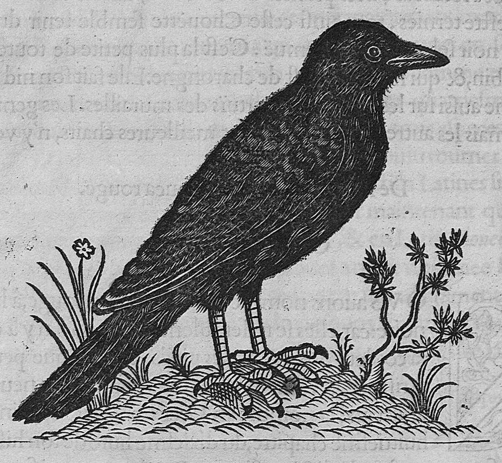 An illustration from L'histoire de la nature des oiseaux, avec leurs descriptions, et naïfs portraicts retirez du naturel, écrite en sept livres, 1555, leaf 315