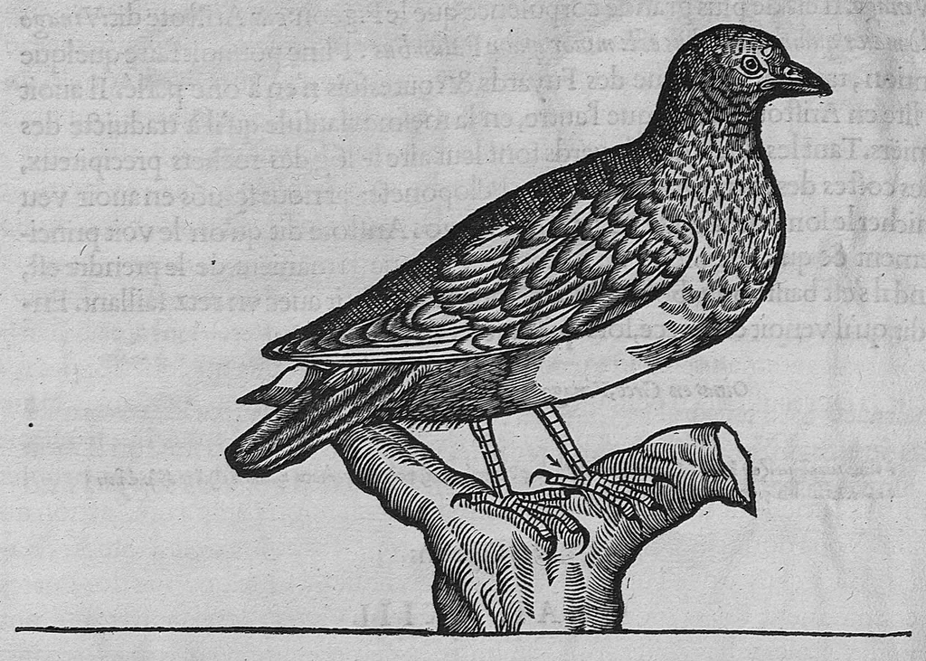 An illustration from L'histoire de la nature des oiseaux, avec leurs descriptions, et naïfs portraicts retirez du naturel, écrite en sept livres, 1555, leaf 341