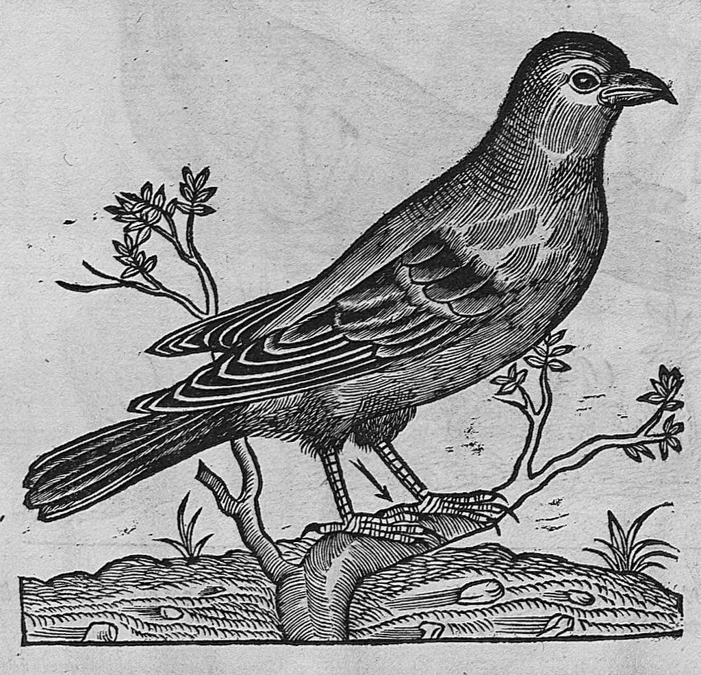 An illustration from L'histoire de la nature des oiseaux, avec leurs descriptions, et naïfs portraicts retirez du naturel, écrite en sept livres, 1555, leaf 346