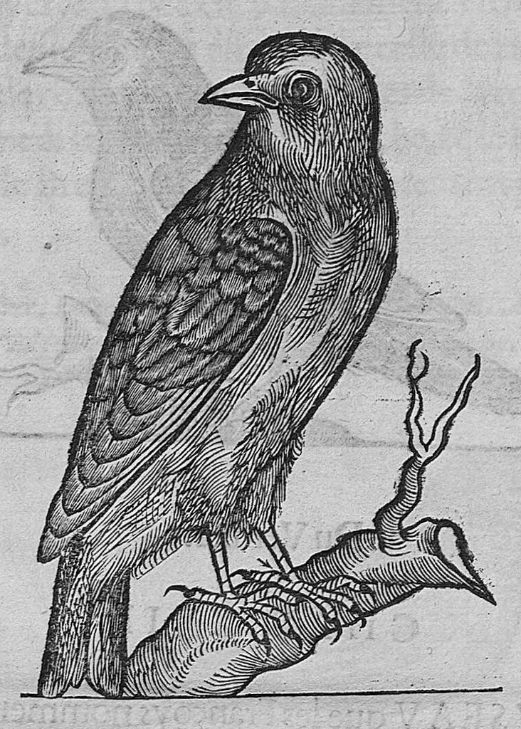 An illustration from L'histoire de la nature des oiseaux, avec leurs descriptions, et naïfs portraicts retirez du naturel, écrite en sept livres, 1555, leaf 390