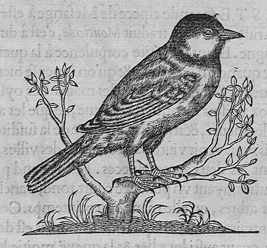 An illustration from L'histoire de la nature des oiseaux, avec leurs descriptions, et naïfs portraicts retirez du naturel, écrite en sept livres, 1555, leaf 394