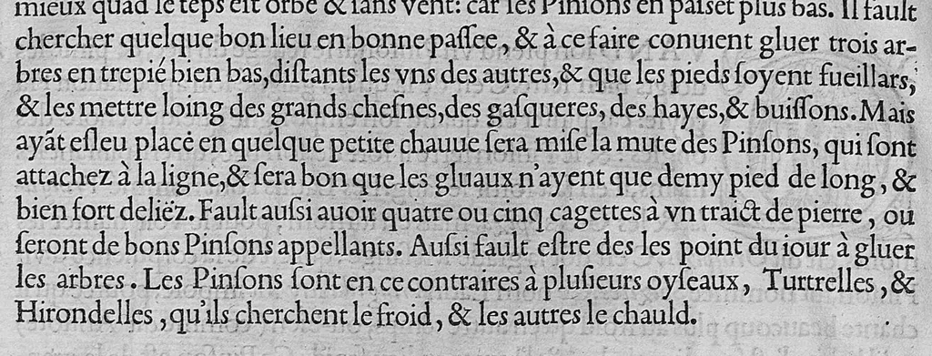 An illustration from L'histoire de la nature des oiseaux, avec leurs descriptions, et naïfs portraicts retirez du naturel, écrite en sept livres, 1555, leaf 399