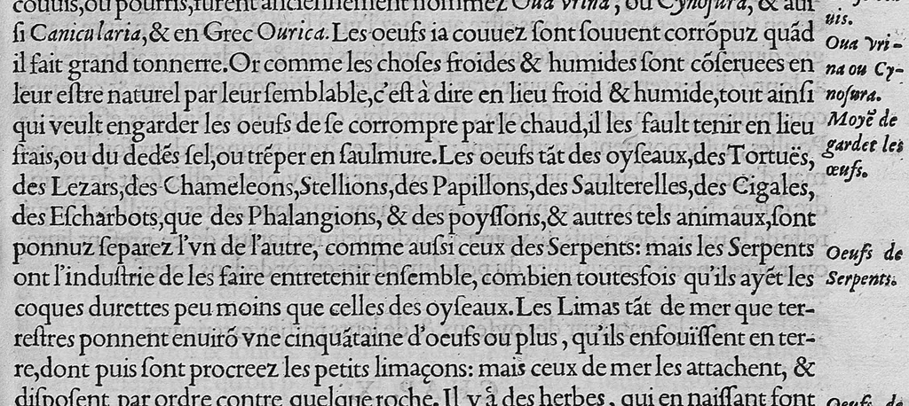 An illustration from L'histoire de la nature des oiseaux, avec leurs descriptions, et naïfs portraicts retirez du naturel, écrite en sept livres, 1555, leaf 58