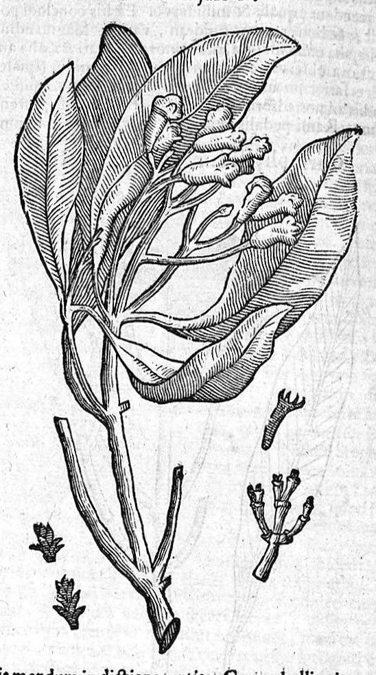An illustration from Theophrasti Eresii de Historia plantarum libri decem graece et latine. In quibus textum graecum..., latinam Gazae versionem... rariorum plantarum iconibus illustravit Joannes Bodaeus a Stapel,... Accesserunt Julii Caesaris Scaligeri in eosdem libros animadversiones, et Roberti Constantini annotationes..., 1644, leaf 1015