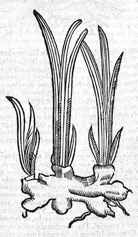 An illustration from Theophrasti Eresii de Historia plantarum libri decem graece et latine. In quibus textum graecum..., latinam Gazae versionem... rariorum plantarum iconibus illustravit Joannes Bodaeus a Stapel,... Accesserunt Julii Caesaris Scaligeri in eosdem libros animadversiones, et Roberti Constantini annotationes..., 1644, leaf 1030