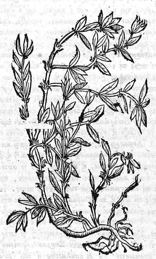 An illustration from Theophrasti Eresii de Historia plantarum libri decem graece et latine. In quibus textum graecum..., latinam Gazae versionem... rariorum plantarum iconibus illustravit Joannes Bodaeus a Stapel,... Accesserunt Julii Caesaris Scaligeri in eosdem libros animadversiones, et Roberti Constantini annotationes..., 1644, leaf 1070