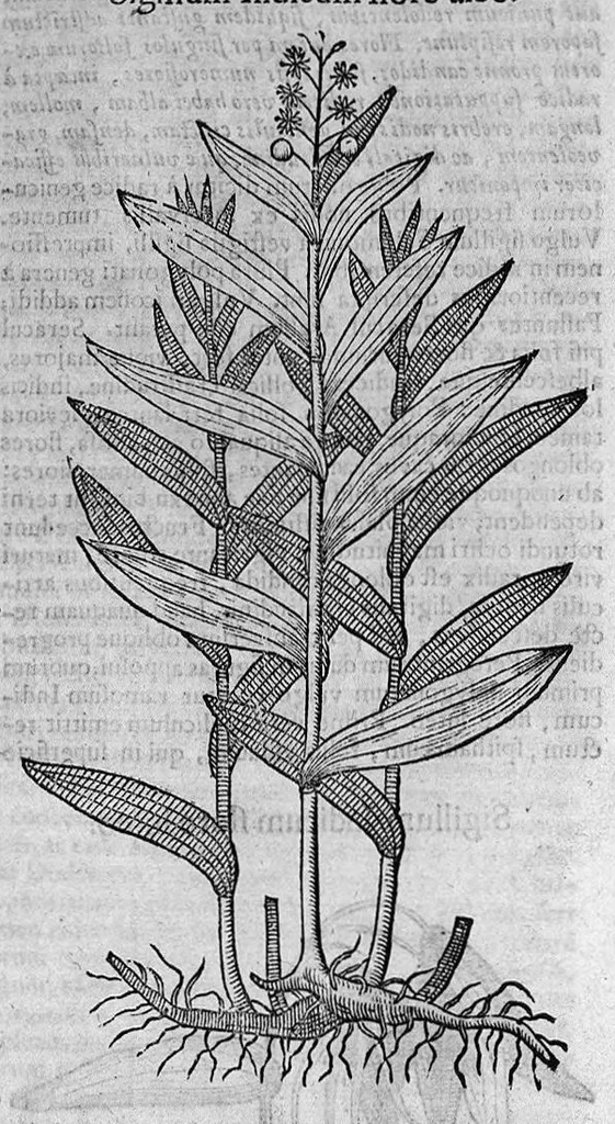 An illustration from Theophrasti Eresii de Historia plantarum libri decem graece et latine. In quibus textum graecum..., latinam Gazae versionem... rariorum plantarum iconibus illustravit Joannes Bodaeus a Stapel,... Accesserunt Julii Caesaris Scaligeri in eosdem libros animadversiones, et Roberti Constantini annotationes..., 1644, leaf 1087