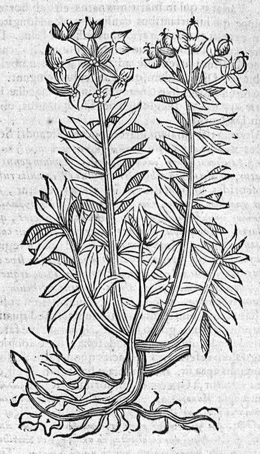 An illustration from Theophrasti Eresii de Historia plantarum libri decem graece et latine. In quibus textum graecum..., latinam Gazae versionem... rariorum plantarum iconibus illustravit Joannes Bodaeus a Stapel,... Accesserunt Julii Caesaris Scaligeri in eosdem libros animadversiones, et Roberti Constantini annotationes..., 1644, leaf 1103