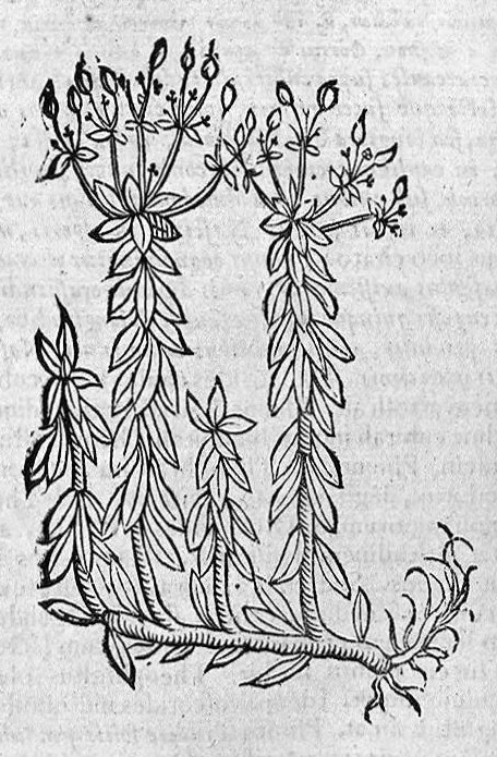 An illustration from Theophrasti Eresii de Historia plantarum libri decem graece et latine. In quibus textum graecum..., latinam Gazae versionem... rariorum plantarum iconibus illustravit Joannes Bodaeus a Stapel,... Accesserunt Julii Caesaris Scaligeri in eosdem libros animadversiones, et Roberti Constantini annotationes..., 1644, leaf 1103