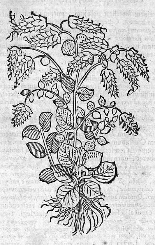 An illustration from Theophrasti Eresii de Historia plantarum libri decem graece et latine. In quibus textum graecum..., latinam Gazae versionem... rariorum plantarum iconibus illustravit Joannes Bodaeus a Stapel,... Accesserunt Julii Caesaris Scaligeri in eosdem libros animadversiones, et Roberti Constantini annotationes..., 1644, leaf 1152