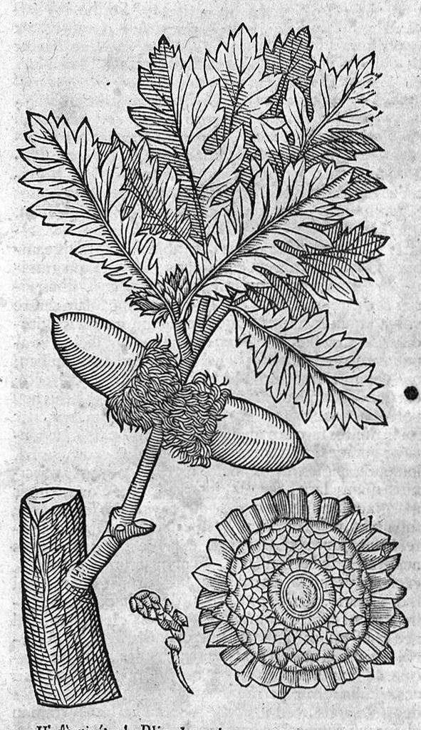 An illustration from Theophrasti Eresii de Historia plantarum libri decem graece et latine. In quibus textum graecum..., latinam Gazae versionem... rariorum plantarum iconibus illustravit Joannes Bodaeus a Stapel,... Accesserunt Julii Caesaris Scaligeri in eosdem libros animadversiones, et Roberti Constantini annotationes..., 1644, leaf 172