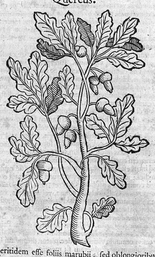 An illustration from Theophrasti Eresii de Historia plantarum libri decem graece et latine. In quibus textum graecum..., latinam Gazae versionem... rariorum plantarum iconibus illustravit Joannes Bodaeus a Stapel,... Accesserunt Julii Caesaris Scaligeri in eosdem libros animadversiones, et Roberti Constantini annotationes..., 1644, leaf 172