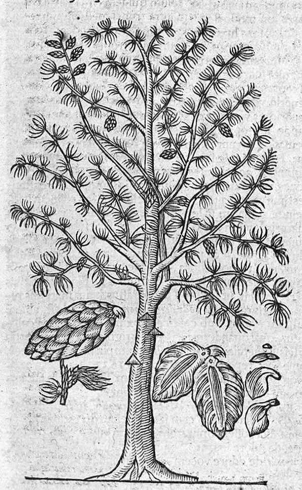An illustration from Theophrasti Eresii de Historia plantarum libri decem graece et latine. In quibus textum graecum..., latinam Gazae versionem... rariorum plantarum iconibus illustravit Joannes Bodaeus a Stapel,... Accesserunt Julii Caesaris Scaligeri in eosdem libros animadversiones, et Roberti Constantini annotationes..., 1644, leaf 186