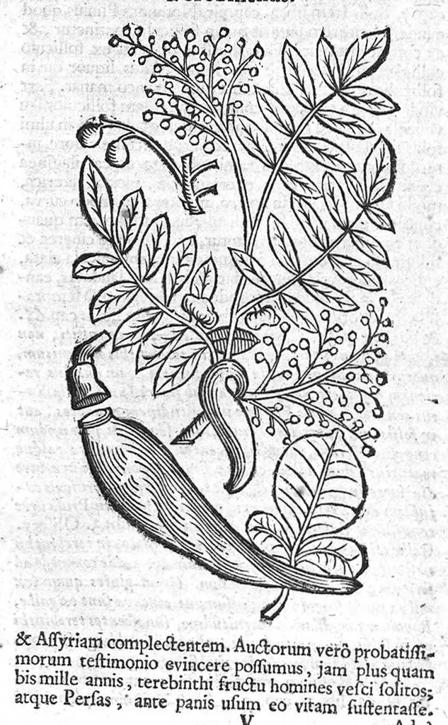 An illustration from Theophrasti Eresii de Historia plantarum libri decem graece et latine. In quibus textum graecum..., latinam Gazae versionem... rariorum plantarum iconibus illustravit Joannes Bodaeus a Stapel,... Accesserunt Julii Caesaris Scaligeri in eosdem libros animadversiones, et Roberti Constantini annotationes..., 1644, leaf 248