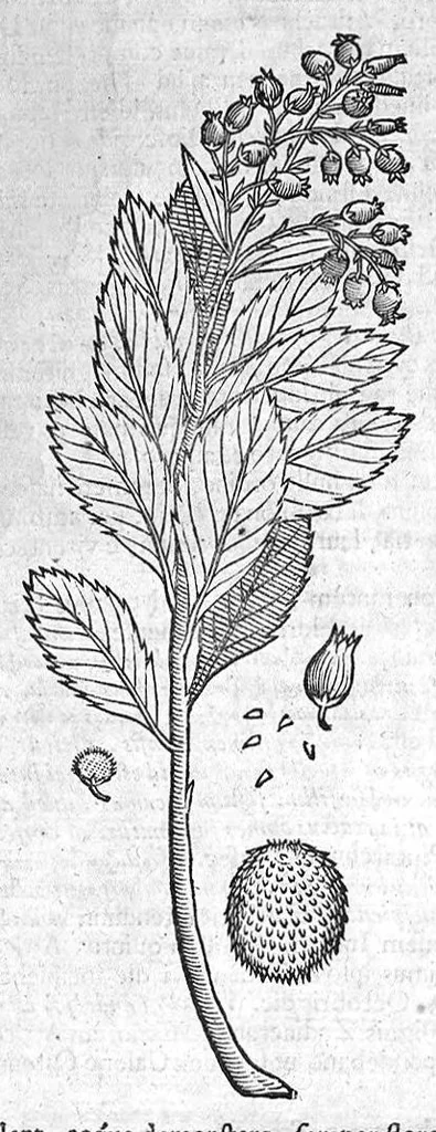An illustration from Theophrasti Eresii de Historia plantarum libri decem graece et latine. In quibus textum graecum..., latinam Gazae versionem... rariorum plantarum iconibus illustravit Joannes Bodaeus a Stapel,... Accesserunt Julii Caesaris Scaligeri in eosdem libros animadversiones, et Roberti Constantini annotationes..., 1644, leaf 263