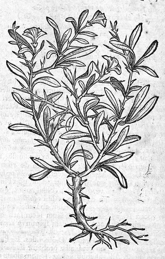 An illustration from Theophrasti Eresii de Historia plantarum libri decem graece et latine. In quibus textum graecum..., latinam Gazae versionem... rariorum plantarum iconibus illustravit Joannes Bodaeus a Stapel,... Accesserunt Julii Caesaris Scaligeri in eosdem libros animadversiones, et Roberti Constantini annotationes..., 1644, leaf 279