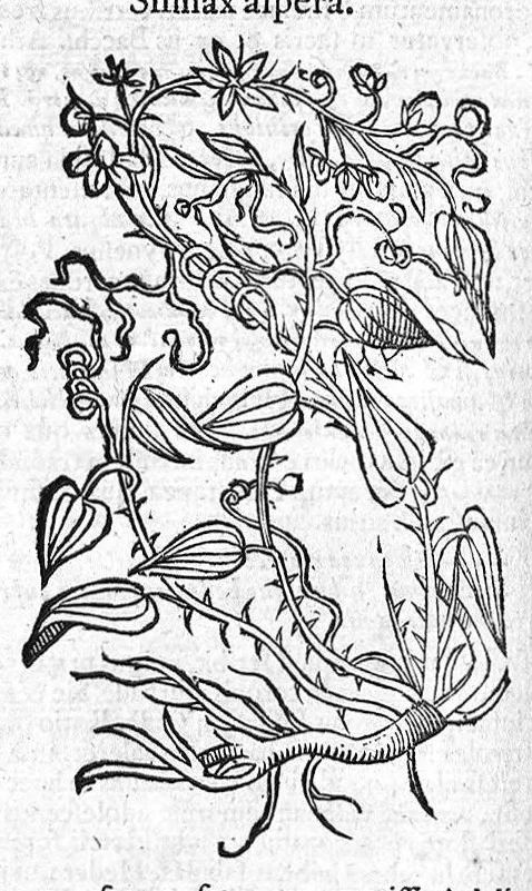 An illustration from Theophrasti Eresii de Historia plantarum libri decem graece et latine. In quibus textum graecum..., latinam Gazae versionem... rariorum plantarum iconibus illustravit Joannes Bodaeus a Stapel,... Accesserunt Julii Caesaris Scaligeri in eosdem libros animadversiones, et Roberti Constantini annotationes..., 1644, leaf 299