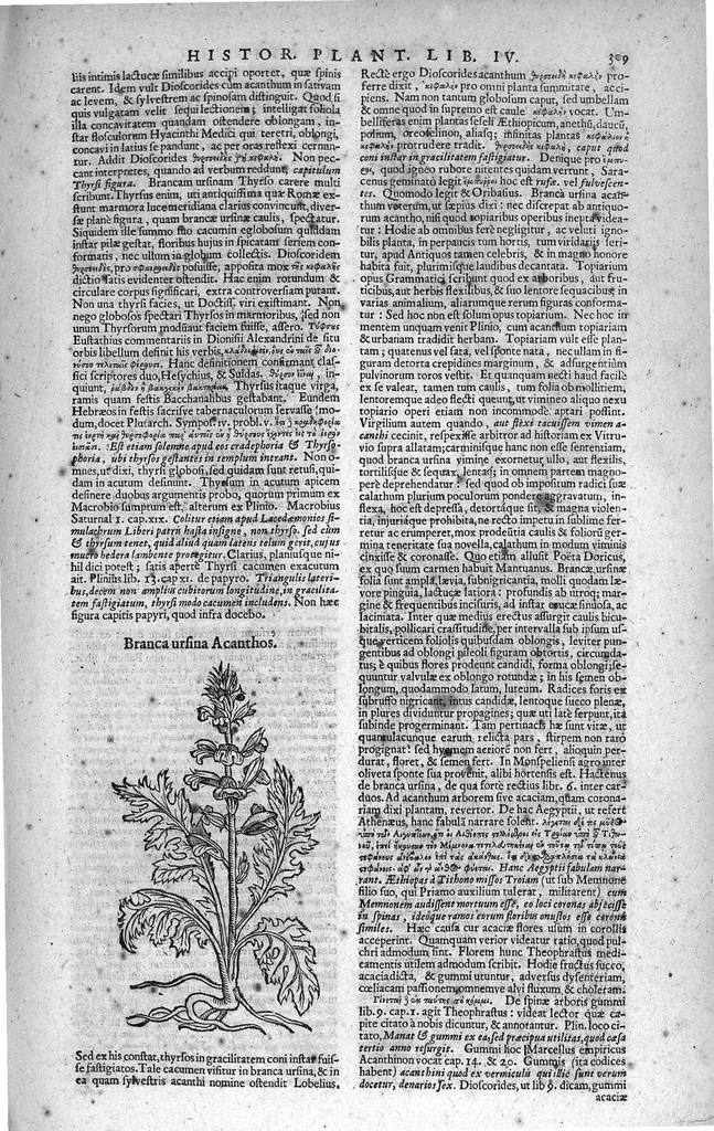 An illustration from Theophrasti Eresii de Historia plantarum libri decem graece et latine. In quibus textum graecum..., latinam Gazae versionem... rariorum plantarum iconibus illustravit Joannes Bodaeus a Stapel,... Accesserunt Julii Caesaris Scaligeri in eosdem libros animadversiones, et Roberti Constantini annotationes..., 1644, leaf 328