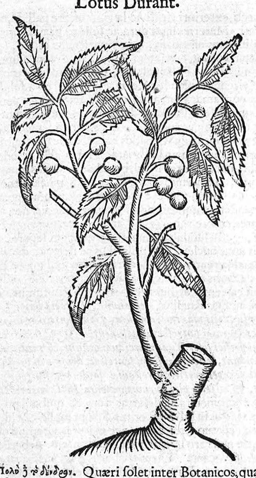 An illustration from Theophrasti Eresii de Historia plantarum libri decem graece et latine. In quibus textum graecum..., latinam Gazae versionem... rariorum plantarum iconibus illustravit Joannes Bodaeus a Stapel,... Accesserunt Julii Caesaris Scaligeri in eosdem libros animadversiones, et Roberti Constantini annotationes..., 1644, leaf 344