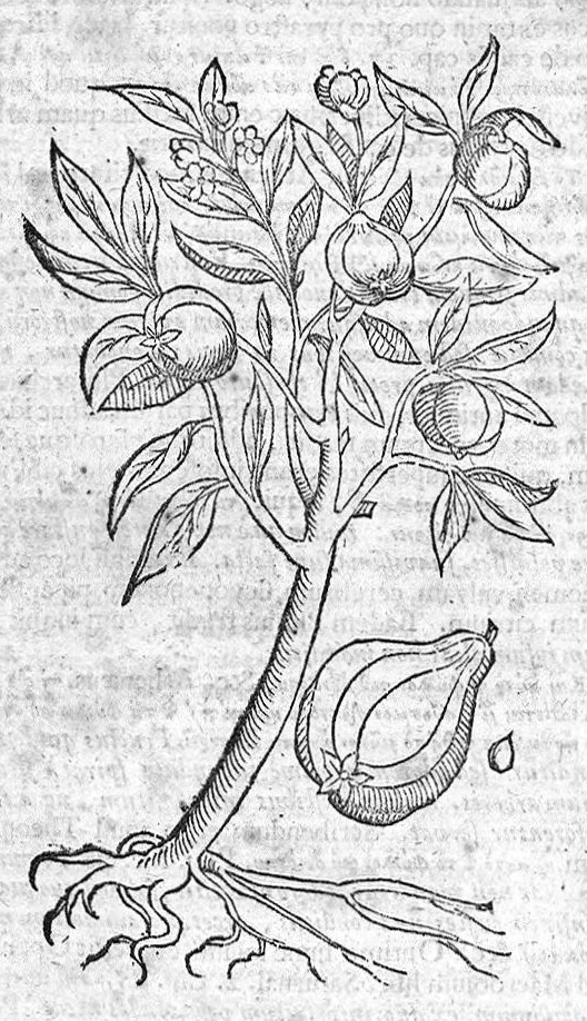 An illustration from Theophrasti Eresii de Historia plantarum libri decem graece et latine. In quibus textum graecum..., latinam Gazae versionem... rariorum plantarum iconibus illustravit Joannes Bodaeus a Stapel,... Accesserunt Julii Caesaris Scaligeri in eosdem libros animadversiones, et Roberti Constantini annotationes..., 1644, leaf 360