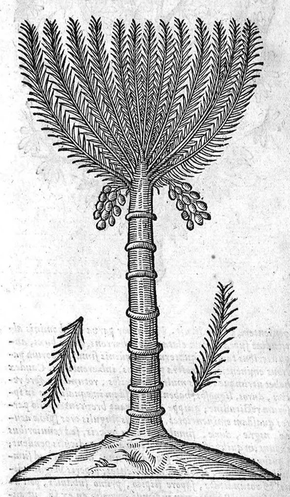 An illustration from Theophrasti Eresii de Historia plantarum libri decem graece et latine. In quibus textum graecum..., latinam Gazae versionem... rariorum plantarum iconibus illustravit Joannes Bodaeus a Stapel,... Accesserunt Julii Caesaris Scaligeri in eosdem libros animadversiones, et Roberti Constantini annotationes..., 1644, leaf 375