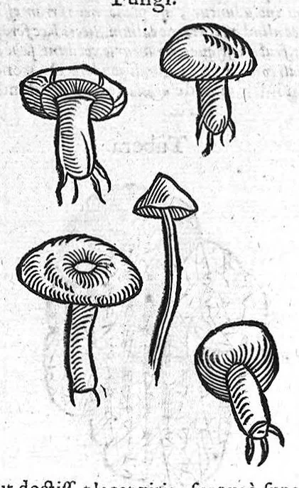 An illustration from Theophrasti Eresii de Historia plantarum libri decem graece et latine. In quibus textum graecum..., latinam Gazae versionem... rariorum plantarum iconibus illustravit Joannes Bodaeus a Stapel,... Accesserunt Julii Caesaris Scaligeri in eosdem libros animadversiones, et Roberti Constantini annotationes..., 1644, leaf 47