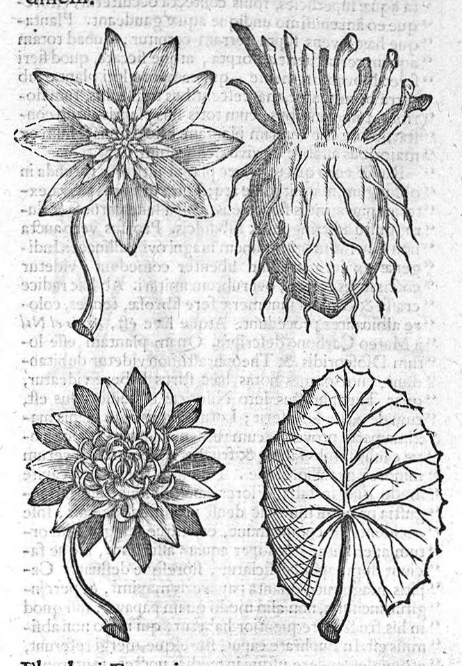 An illustration from Theophrasti Eresii de Historia plantarum libri decem graece et latine. In quibus textum graecum..., latinam Gazae versionem... rariorum plantarum iconibus illustravit Joannes Bodaeus a Stapel,... Accesserunt Julii Caesaris Scaligeri in eosdem libros animadversiones, et Roberti Constantini annotationes..., 1644, leaf 470