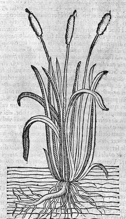 An illustration from Theophrasti Eresii de Historia plantarum libri decem graece et latine. In quibus textum graecum..., latinam Gazae versionem... rariorum plantarum iconibus illustravit Joannes Bodaeus a Stapel,... Accesserunt Julii Caesaris Scaligeri in eosdem libros animadversiones, et Roberti Constantini annotationes..., 1644, leaf 485