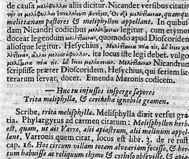 An illustration from Theophrasti Eresii de Historia plantarum libri decem graece et latine. In quibus textum graecum..., latinam Gazae versionem... rariorum plantarum iconibus illustravit Joannes Bodaeus a Stapel,... Accesserunt Julii Caesaris Scaligeri in eosdem libros animadversiones, et Roberti Constantini annotationes..., 1644, leaf 596