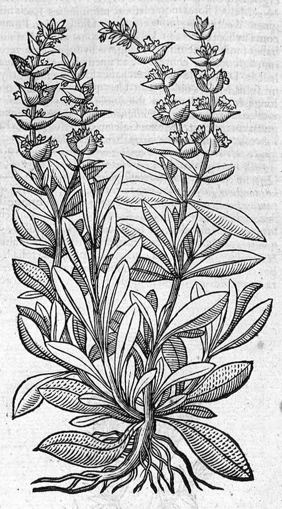 An illustration from Theophrasti Eresii de Historia plantarum libri decem graece et latine. In quibus textum graecum..., latinam Gazae versionem... rariorum plantarum iconibus illustravit Joannes Bodaeus a Stapel,... Accesserunt Julii Caesaris Scaligeri in eosdem libros animadversiones, et Roberti Constantini annotationes..., 1644, leaf 693