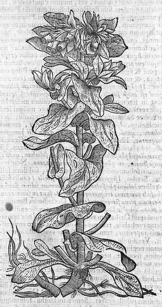 An illustration from Theophrasti Eresii de Historia plantarum libri decem graece et latine. In quibus textum graecum..., latinam Gazae versionem... rariorum plantarum iconibus illustravit Joannes Bodaeus a Stapel,... Accesserunt Julii Caesaris Scaligeri in eosdem libros animadversiones, et Roberti Constantini annotationes..., 1644, leaf 738
