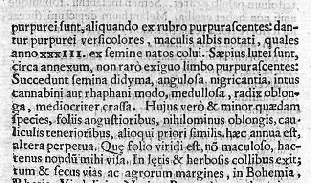 An illustration from Theophrasti Eresii de Historia plantarum libri decem graece et latine. In quibus textum graecum..., latinam Gazae versionem... rariorum plantarum iconibus illustravit Joannes Bodaeus a Stapel,... Accesserunt Julii Caesaris Scaligeri in eosdem libros animadversiones, et Roberti Constantini annotationes..., 1644, leaf 738