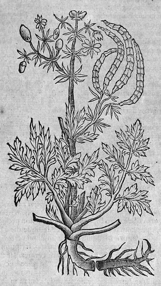 An illustration from Theophrasti Eresii de Historia plantarum libri decem graece et latine. In quibus textum graecum..., latinam Gazae versionem... rariorum plantarum iconibus illustravit Joannes Bodaeus a Stapel,... Accesserunt Julii Caesaris Scaligeri in eosdem libros animadversiones, et Roberti Constantini annotationes..., 1644, leaf 776
