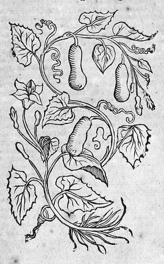 An illustration from Theophrasti Eresii de Historia plantarum libri decem graece et latine. In quibus textum graecum..., latinam Gazae versionem... rariorum plantarum iconibus illustravit Joannes Bodaeus a Stapel,... Accesserunt Julii Caesaris Scaligeri in eosdem libros animadversiones, et Roberti Constantini annotationes..., 1644, leaf 805