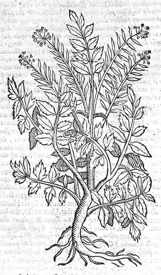 An illustration from Theophrasti Eresii de Historia plantarum libri decem graece et latine. In quibus textum graecum..., latinam Gazae versionem... rariorum plantarum iconibus illustravit Joannes Bodaeus a Stapel,... Accesserunt Julii Caesaris Scaligeri in eosdem libros animadversiones, et Roberti Constantini annotationes..., 1644, leaf 818