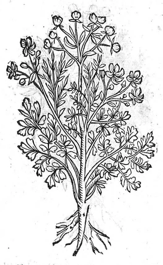 An illustration from Theophrasti Eresii de Historia plantarum libri decem graece et latine. In quibus textum graecum..., latinam Gazae versionem... rariorum plantarum iconibus illustravit Joannes Bodaeus a Stapel,... Accesserunt Julii Caesaris Scaligeri in eosdem libros animadversiones, et Roberti Constantini annotationes..., 1644, leaf 818