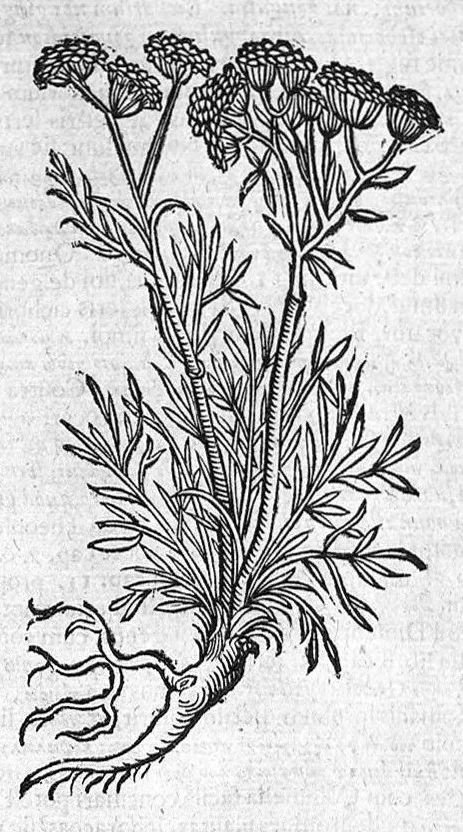 An illustration from Theophrasti Eresii de Historia plantarum libri decem graece et latine. In quibus textum graecum..., latinam Gazae versionem... rariorum plantarum iconibus illustravit Joannes Bodaeus a Stapel,... Accesserunt Julii Caesaris Scaligeri in eosdem libros animadversiones, et Roberti Constantini annotationes..., 1644, leaf 833