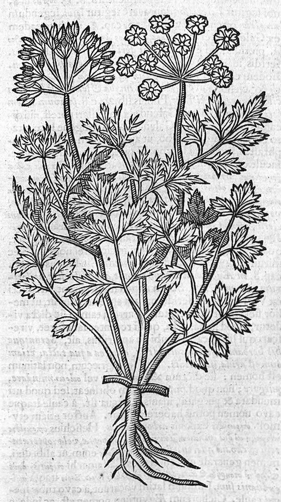 An illustration from Theophrasti Eresii de Historia plantarum libri decem graece et latine. In quibus textum graecum..., latinam Gazae versionem... rariorum plantarum iconibus illustravit Joannes Bodaeus a Stapel,... Accesserunt Julii Caesaris Scaligeri in eosdem libros animadversiones, et Roberti Constantini annotationes..., 1644, leaf 833