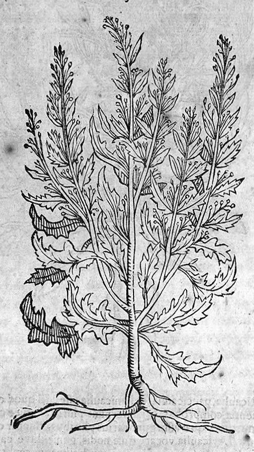 An illustration from Theophrasti Eresii de Historia plantarum libri decem graece et latine. In quibus textum graecum..., latinam Gazae versionem... rariorum plantarum iconibus illustravit Joannes Bodaeus a Stapel,... Accesserunt Julii Caesaris Scaligeri in eosdem libros animadversiones, et Roberti Constantini annotationes..., 1644, leaf 848