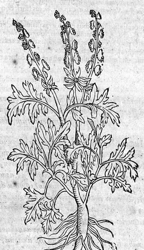 An illustration from Theophrasti Eresii de Historia plantarum libri decem graece et latine. In quibus textum graecum..., latinam Gazae versionem... rariorum plantarum iconibus illustravit Joannes Bodaeus a Stapel,... Accesserunt Julii Caesaris Scaligeri in eosdem libros animadversiones, et Roberti Constantini annotationes..., 1644, leaf 848