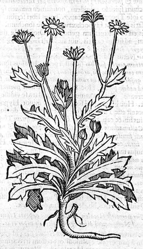 An illustration from Theophrasti Eresii de Historia plantarum libri decem graece et latine. In quibus textum graecum..., latinam Gazae versionem... rariorum plantarum iconibus illustravit Joannes Bodaeus a Stapel,... Accesserunt Julii Caesaris Scaligeri in eosdem libros animadversiones, et Roberti Constantini annotationes..., 1644, leaf 879