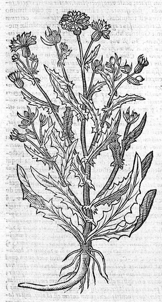 An illustration from Theophrasti Eresii de Historia plantarum libri decem graece et latine. In quibus textum graecum..., latinam Gazae versionem... rariorum plantarum iconibus illustravit Joannes Bodaeus a Stapel,... Accesserunt Julii Caesaris Scaligeri in eosdem libros animadversiones, et Roberti Constantini annotationes..., 1644, leaf 879