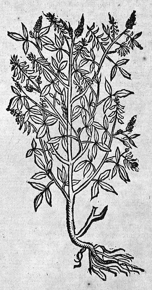 An illustration from Theophrasti Eresii de Historia plantarum libri decem graece et latine. In quibus textum graecum..., latinam Gazae versionem... rariorum plantarum iconibus illustravit Joannes Bodaeus a Stapel,... Accesserunt Julii Caesaris Scaligeri in eosdem libros animadversiones, et Roberti Constantini annotationes..., 1644, leaf 925