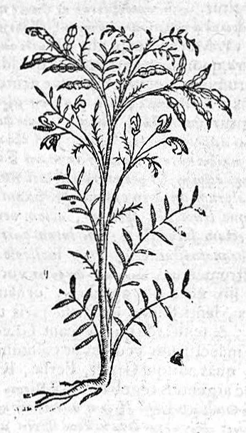 An illustration from Theophrasti Eresii de Historia plantarum libri decem graece et latine. In quibus textum graecum..., latinam Gazae versionem... rariorum plantarum iconibus illustravit Joannes Bodaeus a Stapel,... Accesserunt Julii Caesaris Scaligeri in eosdem libros animadversiones, et Roberti Constantini annotationes..., 1644, leaf 944