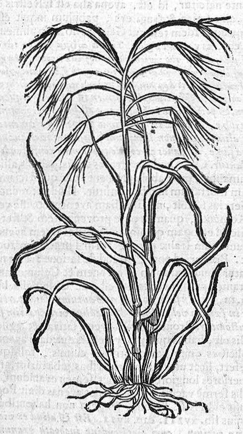 An illustration from Theophrasti Eresii de Historia plantarum libri decem graece et latine. In quibus textum graecum..., latinam Gazae versionem... rariorum plantarum iconibus illustravit Joannes Bodaeus a Stapel,... Accesserunt Julii Caesaris Scaligeri in eosdem libros animadversiones, et Roberti Constantini annotationes..., 1644, leaf 979