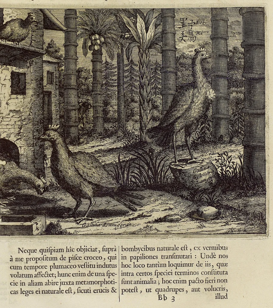An illustration from Athanasii Kircheri e Soc. Jesu China monumentis, qua sacris qua profanis, nec non variis naturæ & artis spectaculis, aliarumque rerum memorabilium argumentis illustrata, auspiciis Leopoldi Primi, Roman. imper semper Augusti, 1667, leaf 263