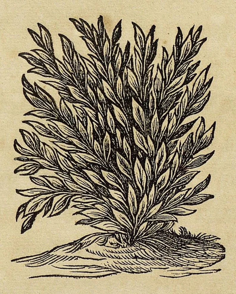 An illustration from La Chine d'Athanase Kirchere de la Compagnie de Jesus, illustrée de plusieurs monuments tant sacrés que profanes, et de quantité de recherches de la nature & de l'art a quoy on à adjousté de nouveau les questions curieuses que le serenessime Grand Duc de Toscane a fait depuis peu du P. Jean Grubere touchant ce grand Empire. Avec un dictionnaire chinois & françois, lequel est tres-rare, & qui n'a pas encores paru au jour, 1670, leaf 5