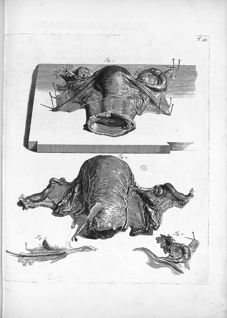 An illustration from Anatomia humani corporis, centum et quinque tabulis, per artificiosiss. G. de Lairesse ad vivum delineatis, demonstrata ..., 1685, leaf 128