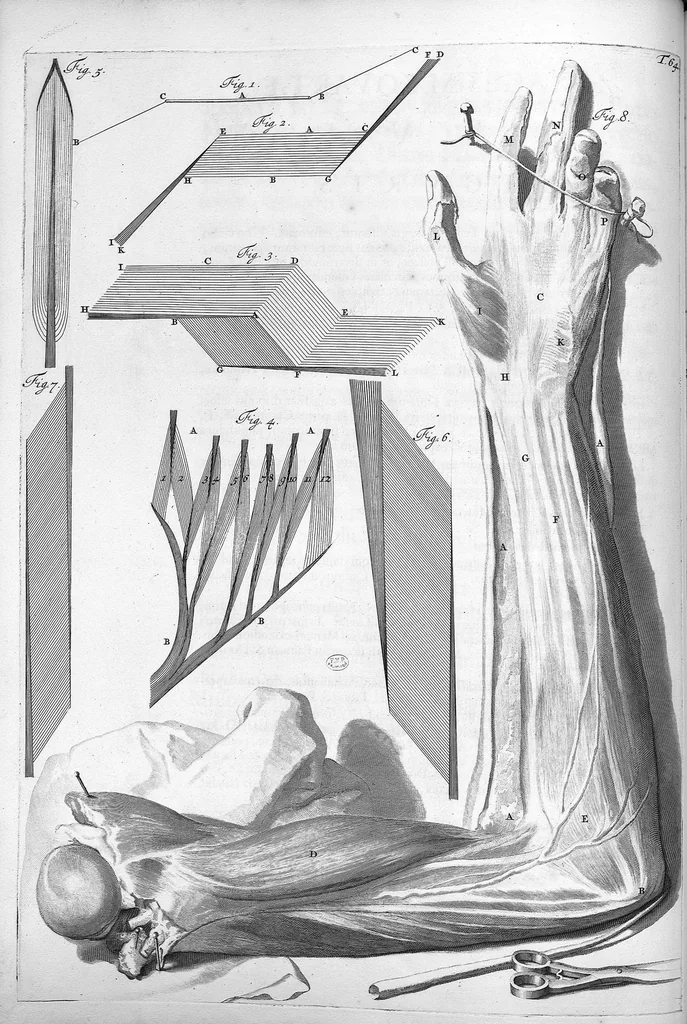 An illustration from Anatomia humani corporis, centum et quinque tabulis, per artificiosiss. G. de Lairesse ad vivum delineatis, demonstrata ..., 1685, leaf 151
